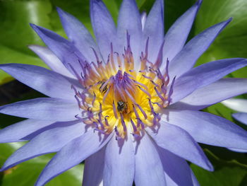 Close-up of insect on purple flower