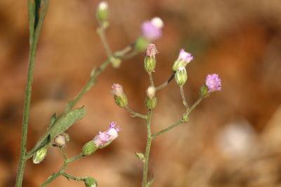 Close-up of pink flowering plant