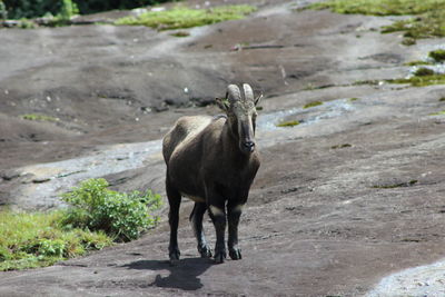 Horse standing on field