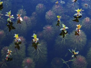 Close-up of flowers blooming outdoors