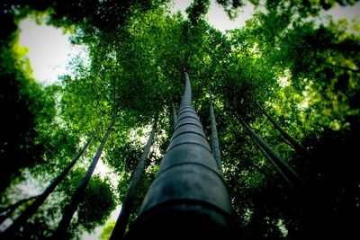 Low angle view of trees against sky