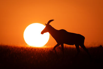 animal