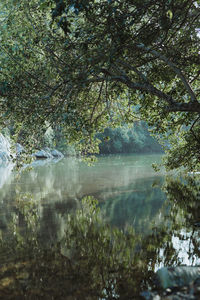 Scenic view of lake in forest