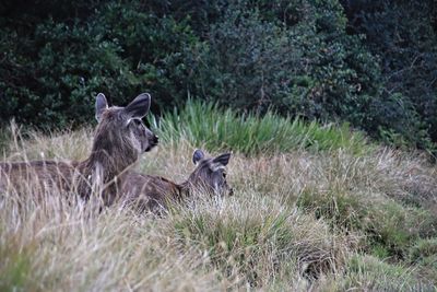 Deer in a field