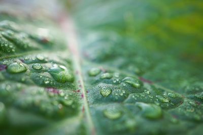 Close-up of raindrops on leaf