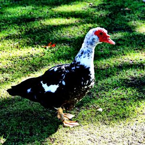 Side view of a bird on field