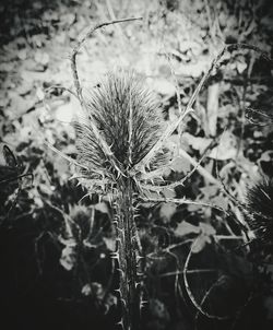 Close-up of plants against sky