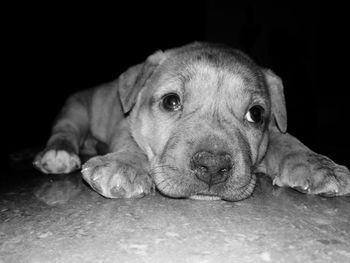 Close-up portrait of dog