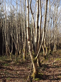 Trees in forest