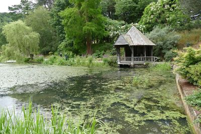 Scenic view of lake amidst trees and plants in forest