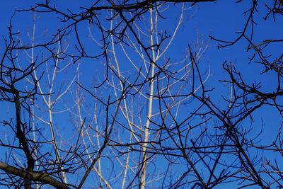 Low angle view of bare tree against clear blue sky