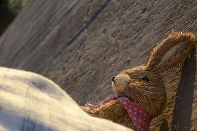 Close-up of squirrel