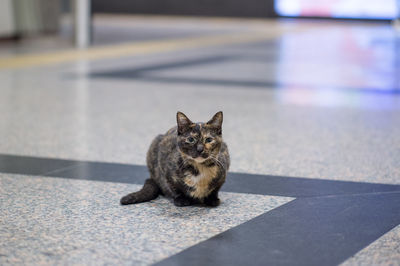 Portrait of stray cat sitting on floor at subway station