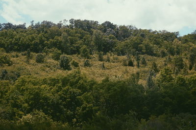 Scenic view of field against cloudy sky