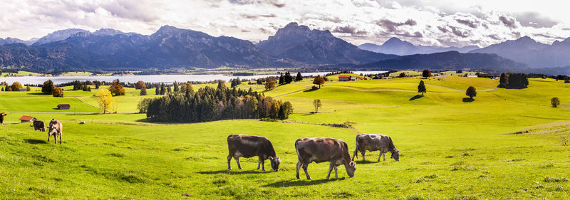 Panoramic landscape in bavaria nearby lake forggensee in allgäu