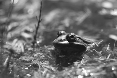 Close-up of frog in water, black and white image