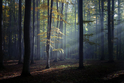 Pine trees in forest