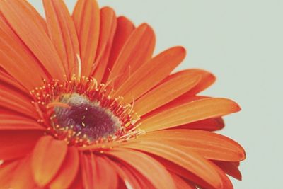 Close-up of red flower