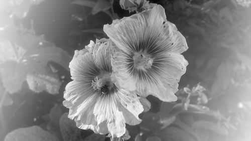 Close-up of flowering plant