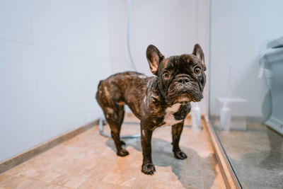 French bulldog taking a bath in bathroom