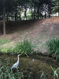 View of bird on riverbank