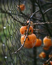Close-up of persimmon fruit on tree