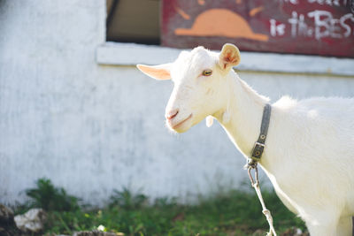 Sightseeing spots on the remote island of miyakojima in okinawa, japan close-up of one young goat