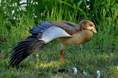 Close-up of duck on field