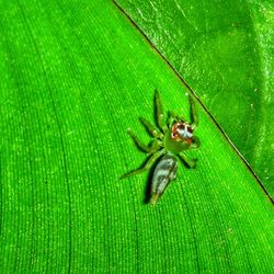 High angle view of insect on leaf