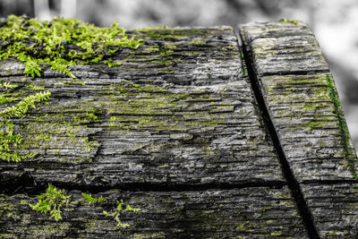 Close-up of ivy growing on tree