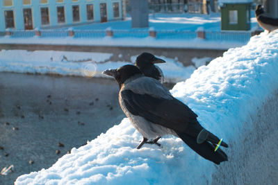 Bird perching on a snow