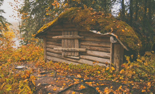 Autumn trees in front of building