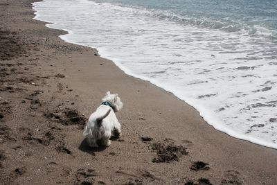 High angle view of dog on beach