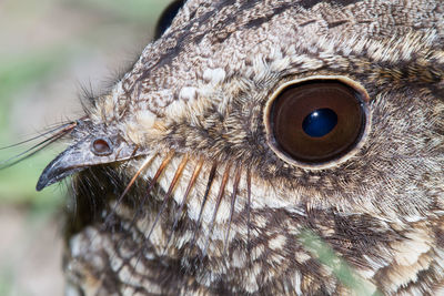 Close-up of a bird