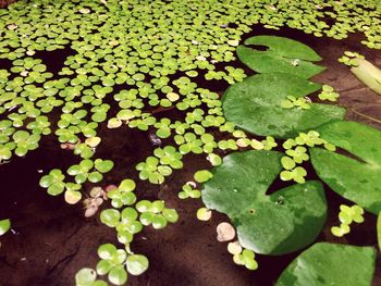 High angle view of leaves floating on water