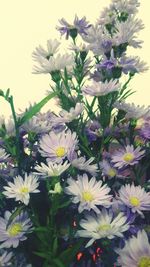 Close-up of purple flowers blooming outdoors