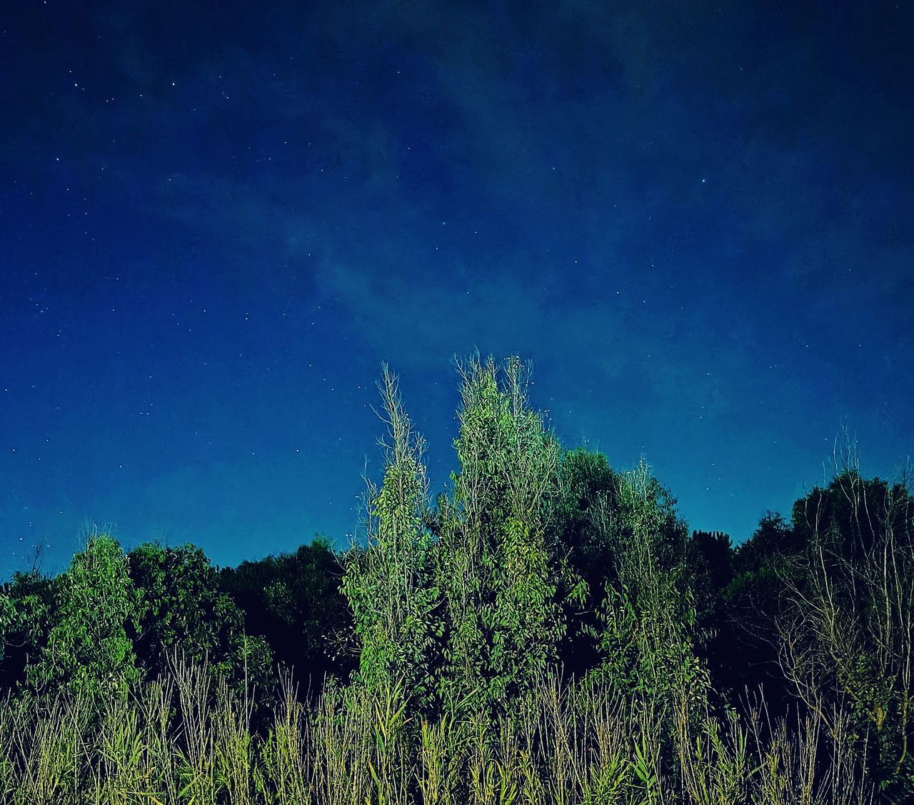 LOW ANGLE VIEW OF TREES AGAINST BLUE SKY