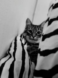 Portrait of cat relaxing on wall