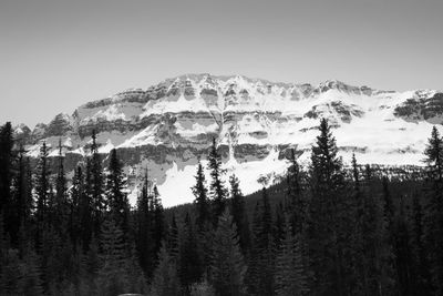 Panoramic view of pine trees in forest against sky