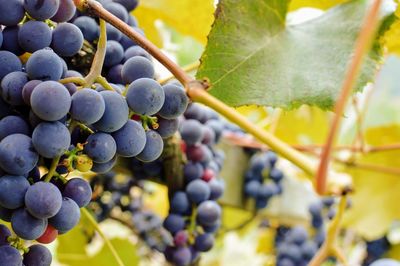 Close-up of grapes growing in vineyard