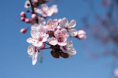 Close-up of pink cherry blossoms