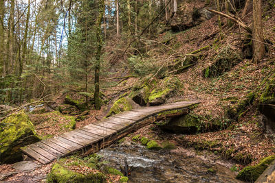 View of boardwalk in forest