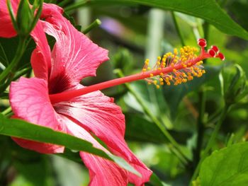 Close-up of red hibiscus on plant