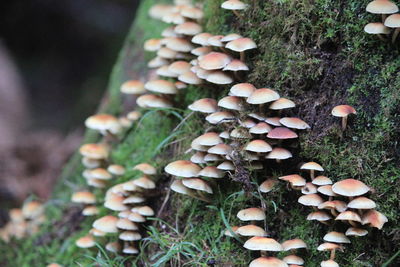 Close-up of mushrooms growing on field