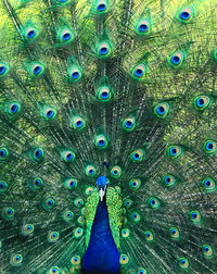 Full frame shot of peacock