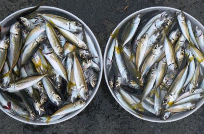 High angle view of fish in container