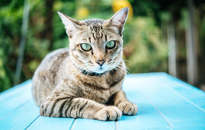 Close-up of tabby cat sitting on table against plants outdoors