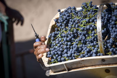 Close-up of grapes growing in vineyard