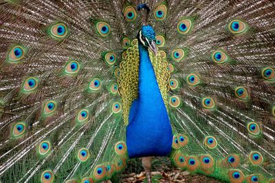 Close-up of peacock