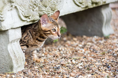 Close-up of cat